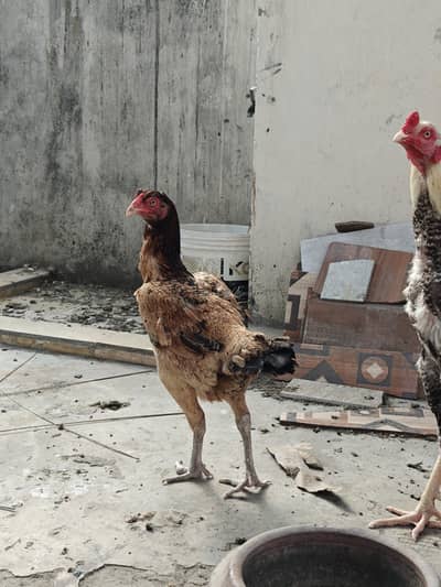 Pakistani cross Thai