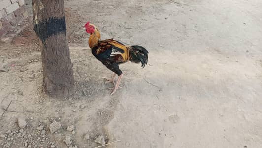 aseel murgha for sale,urgent sale aseell murgha