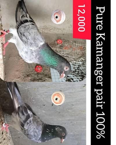 pigeons pair for sale , contact us for more details ( 03234001539 )