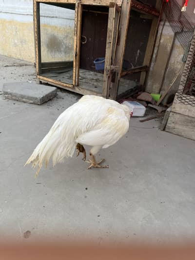 Heera males and lasani madi for sale