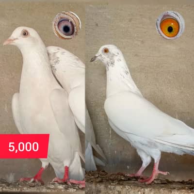 contact us for more details ( 03234001539 )