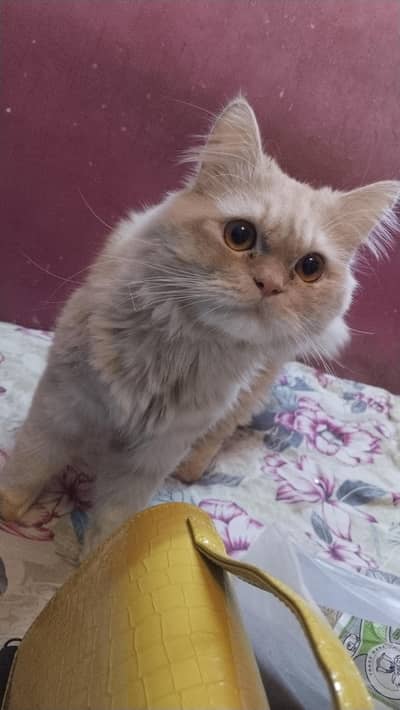 Persian cat for SALE