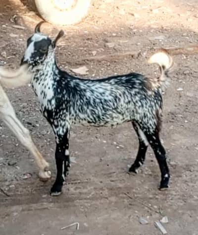 ORIGINAL BARBARA MAKA CHINI BAKRA