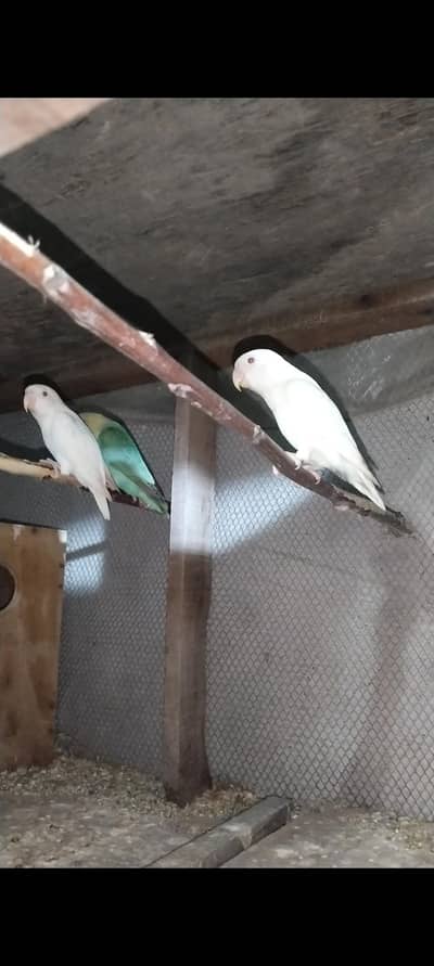 2 love birds pairs for sale