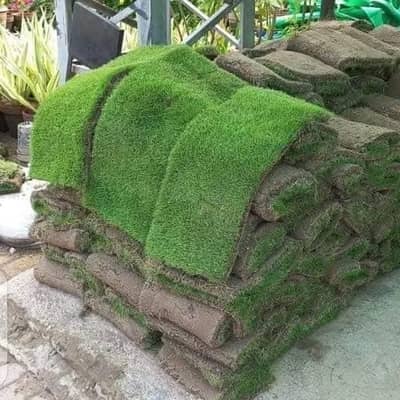 Korean grass and fine dhakka grass Landscape