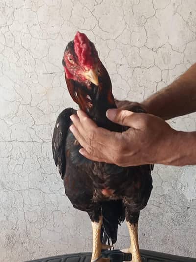 Aseel murgha WhatsApp No# 03104455098