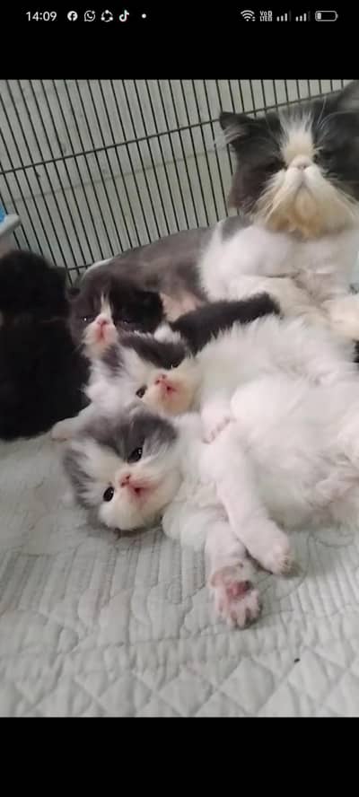 Peke face breeder female