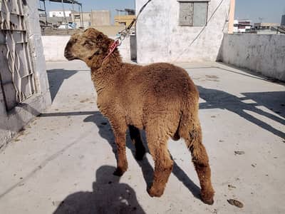 3 dumba for qurbani 2026