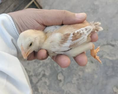 parrot beak chicks / chicks/ hen / chick