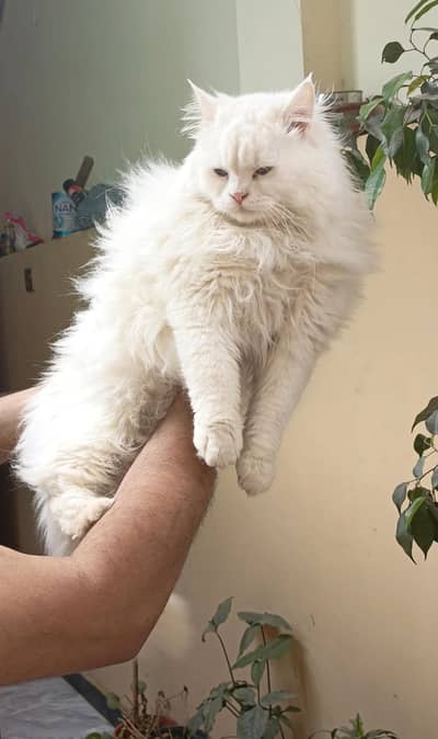 Premium White Persian Cat (Blue Eyes) – Fully Vaccinated