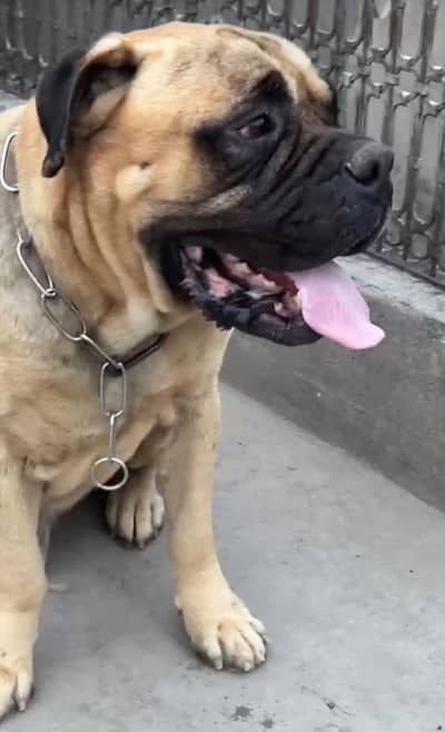 bull mestiff male for sale