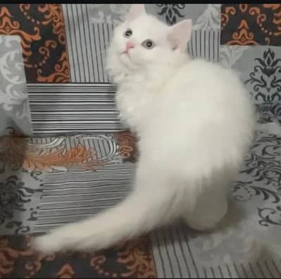 white persion triple Cort blue eyes male kitten