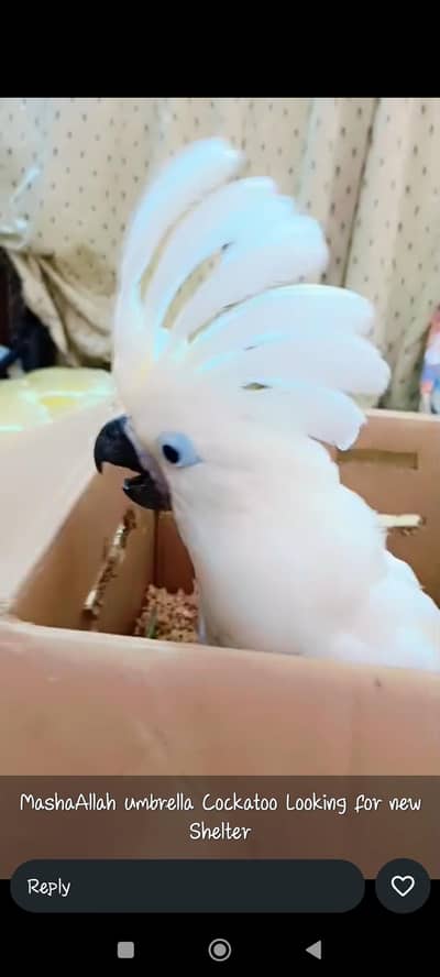 UMBRELLA CACKTAOO need good offer