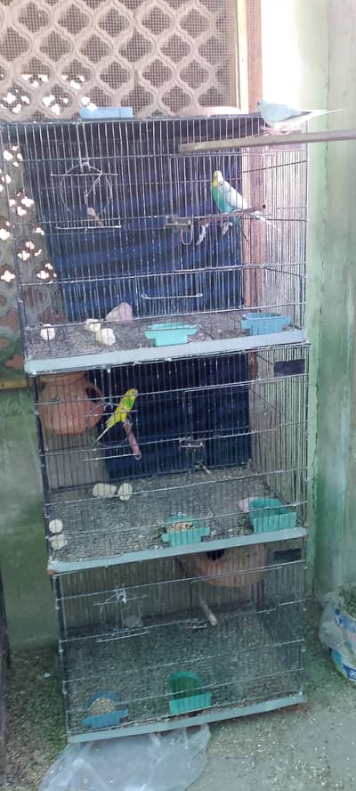 Urgent sale budgies Breeder pair with chick cages or setup sale