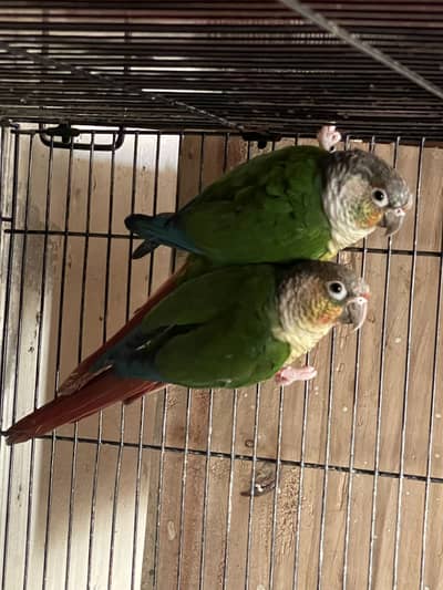 Yellow sided conure pair