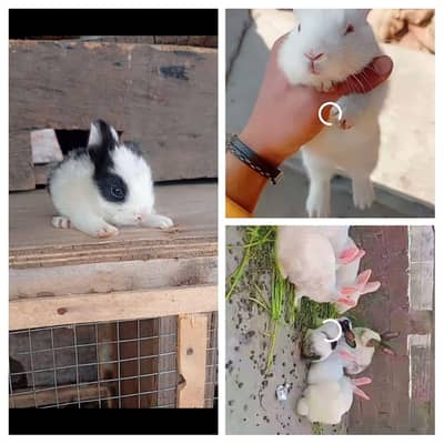 White  Cute Little And Big Rabbits