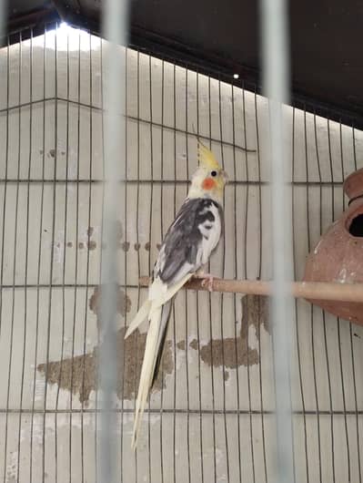 breeder male cont 03009215069