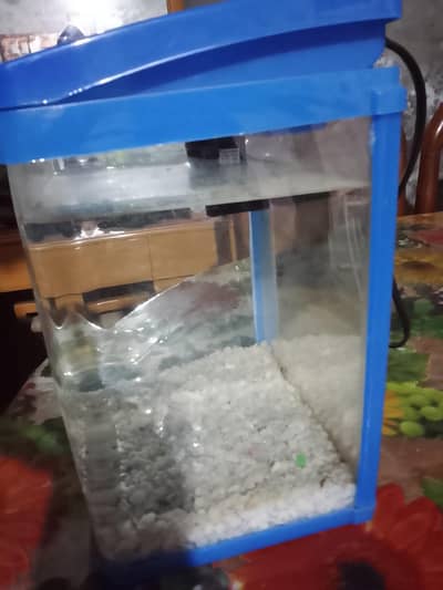 fish aquarium