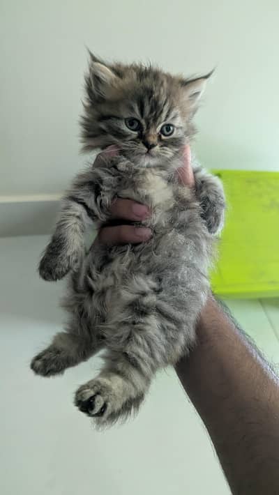Persian kitten