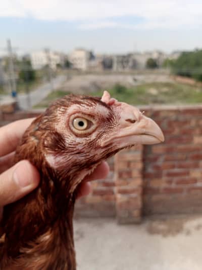 Aseel Mianwali Lakhi pathii