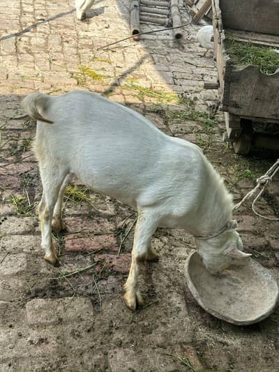 Teddi gulabi Bakra for sale