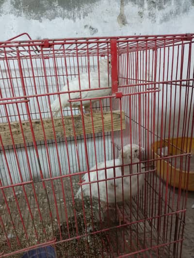 breeder pair pure white