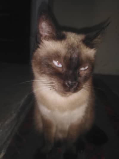 himalayan cats pairs