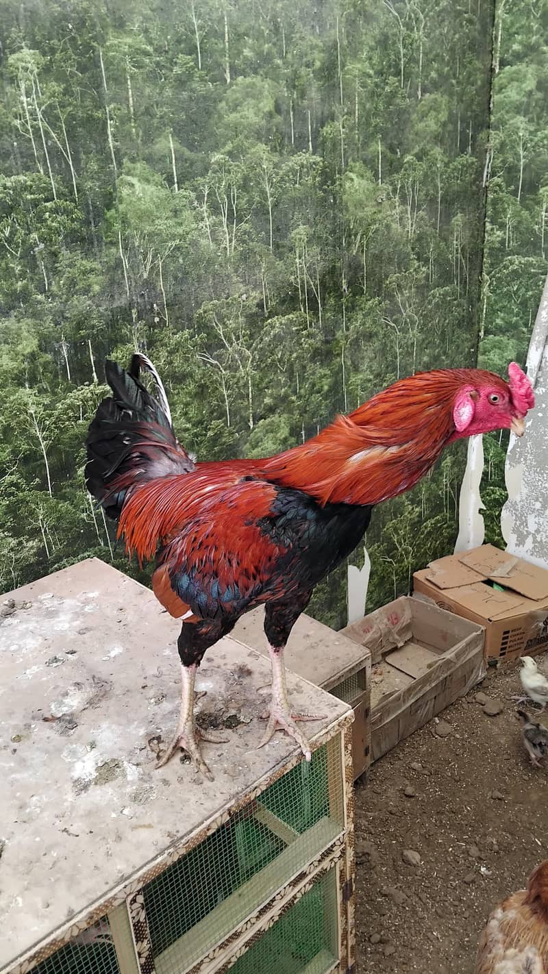 Aseel  Breeder Complete  Setup. 0