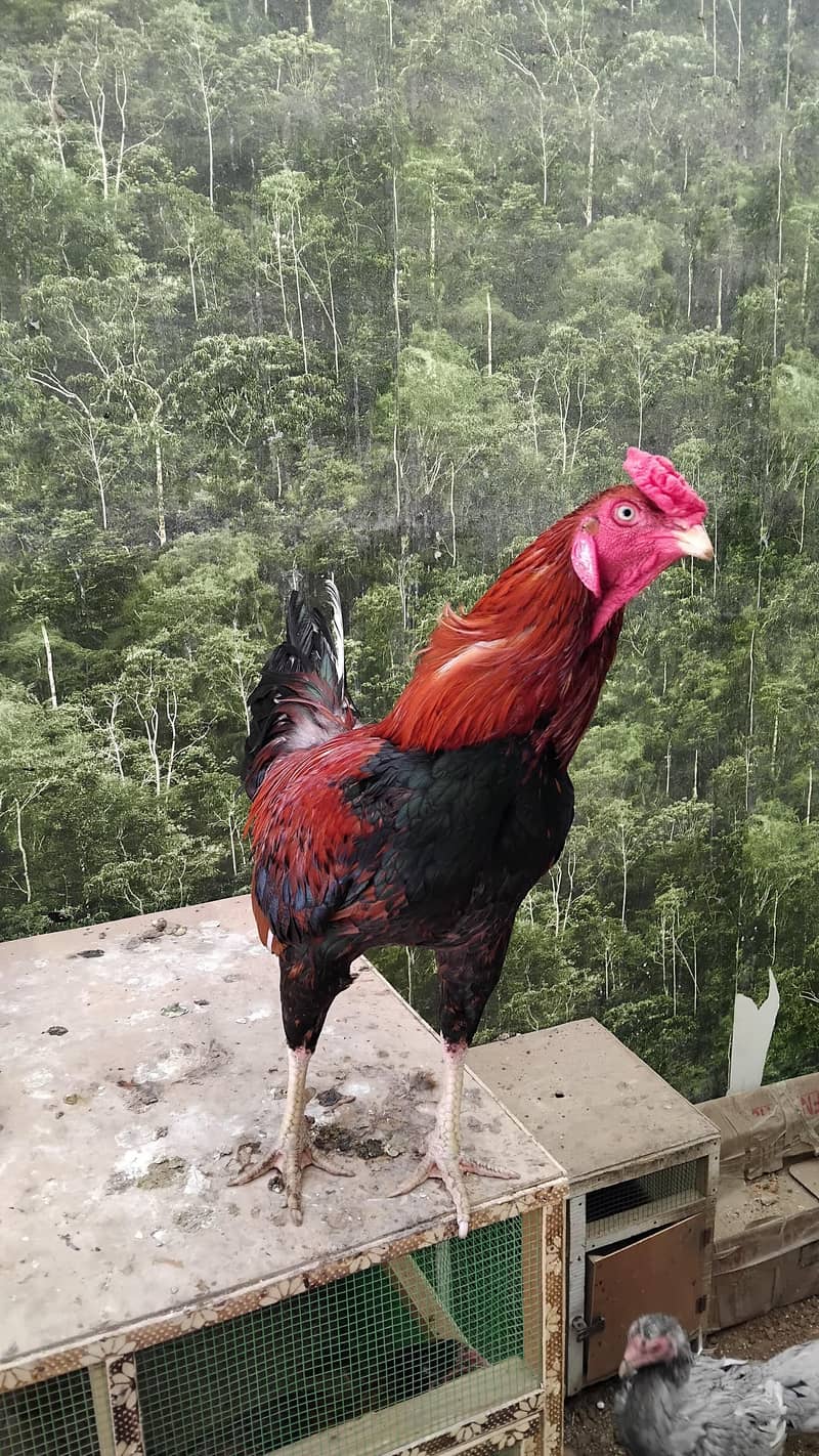 Aseel  Breeder Complete  Setup. 1