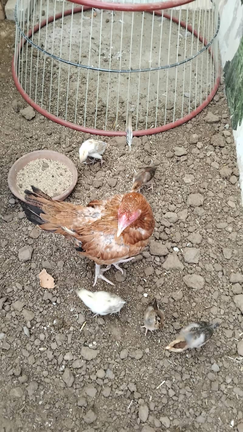 Aseel  Breeder Complete  Setup. 2