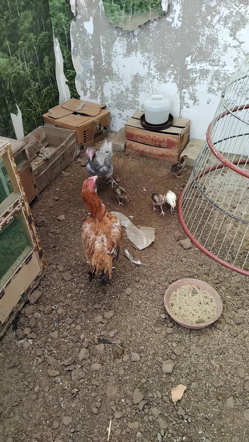 Aseel  Breeder Complete  Setup. 3