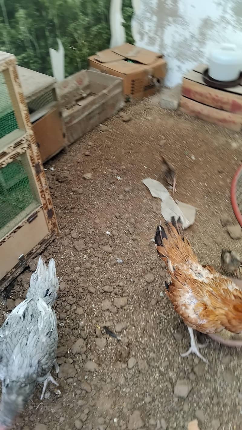 Aseel  Breeder Complete  Setup. 4