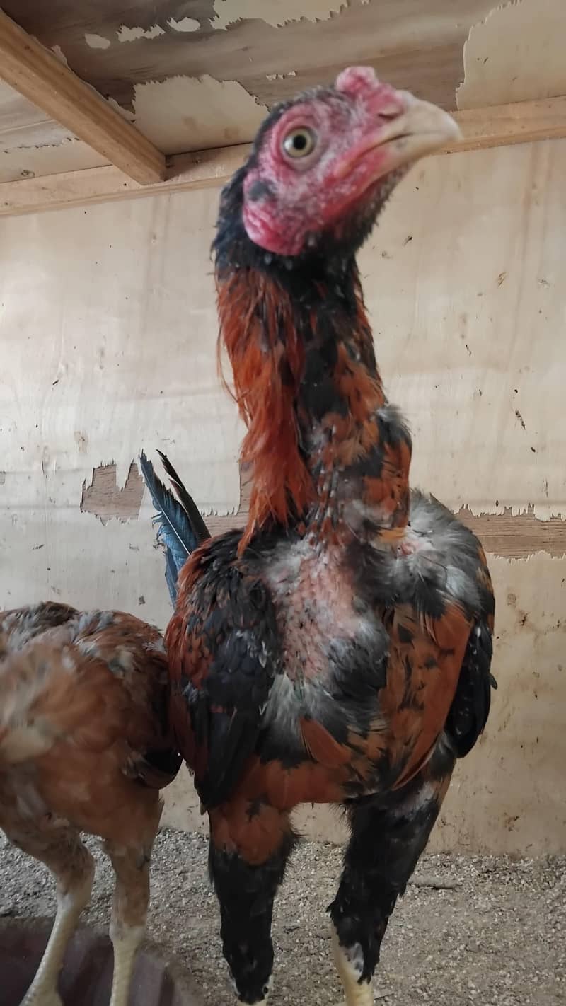 Aseel  Breeder Complete  Setup. 5