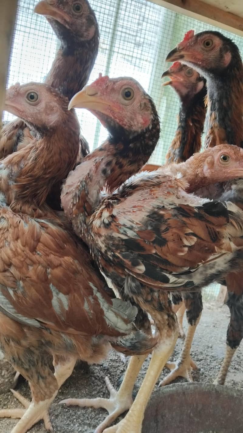 Aseel  Breeder Complete  Setup. 6