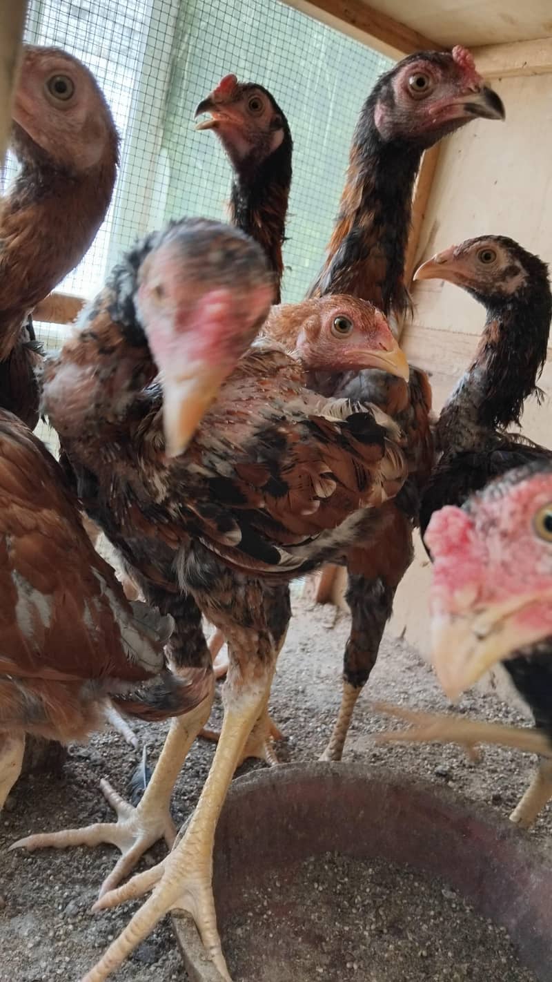 Aseel  Breeder Complete  Setup. 7