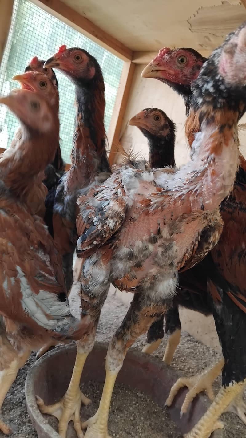 Aseel  Breeder Complete  Setup. 8