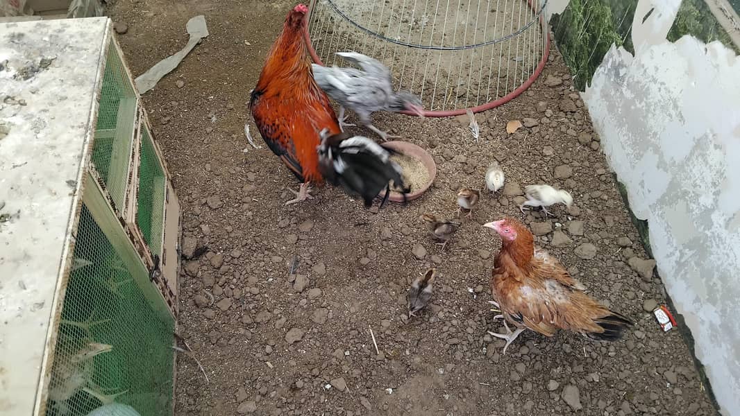 Aseel  Breeder Complete  Setup. 9