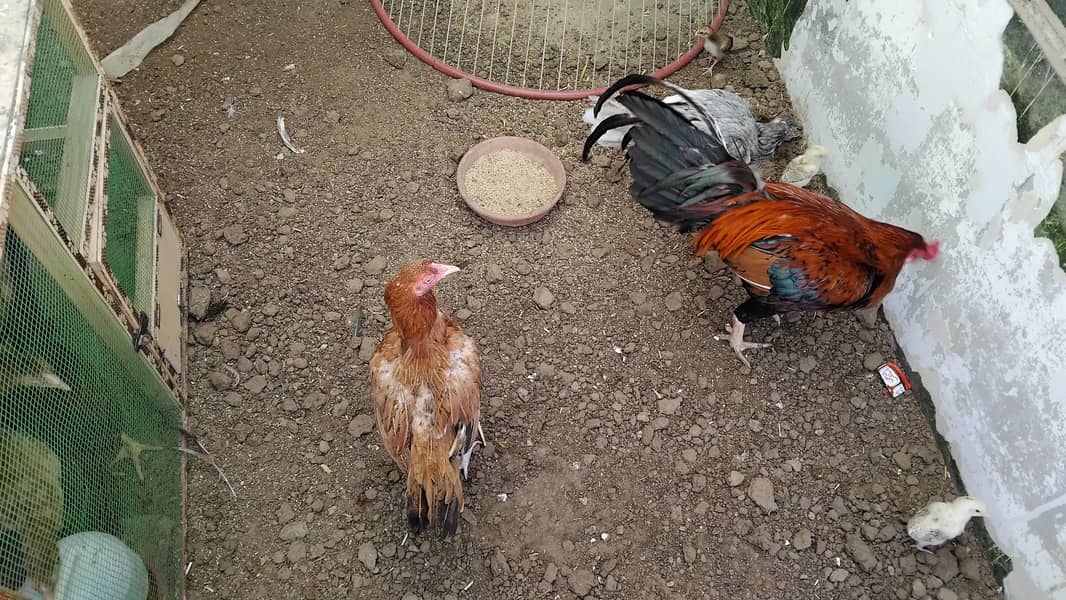 Aseel  Breeder Complete  Setup. 10