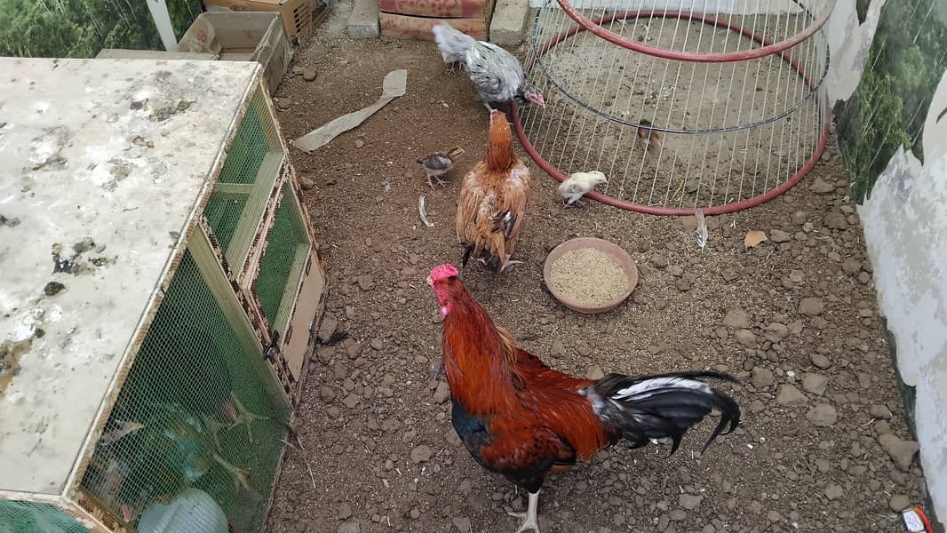 Aseel  Breeder Complete  Setup. 11