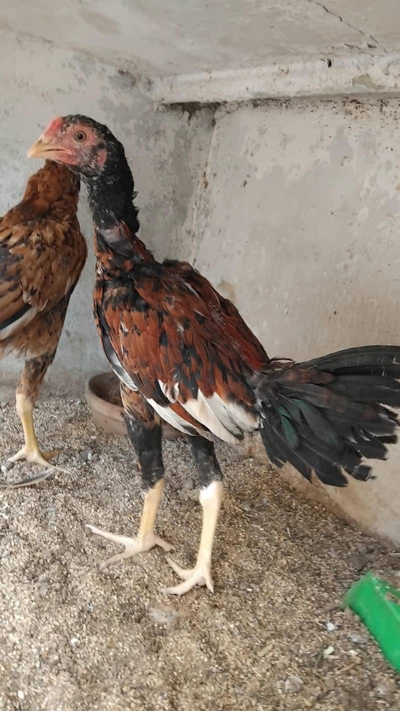 Aseel  Breeder Complete  Setup. 12