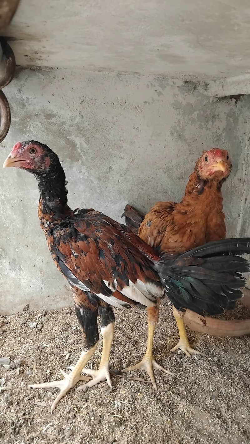 Aseel  Breeder Complete  Setup. 13