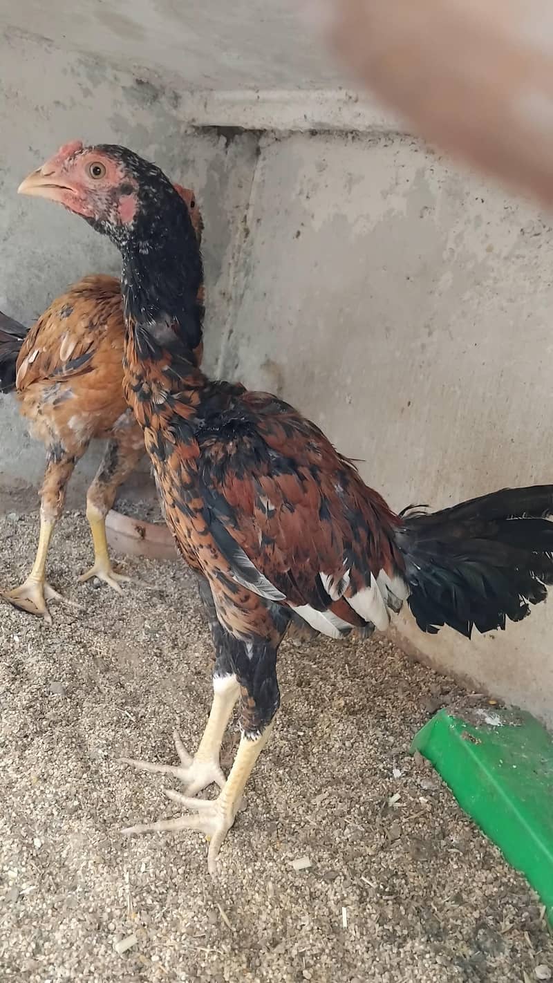 Aseel  Breeder Complete  Setup. 14