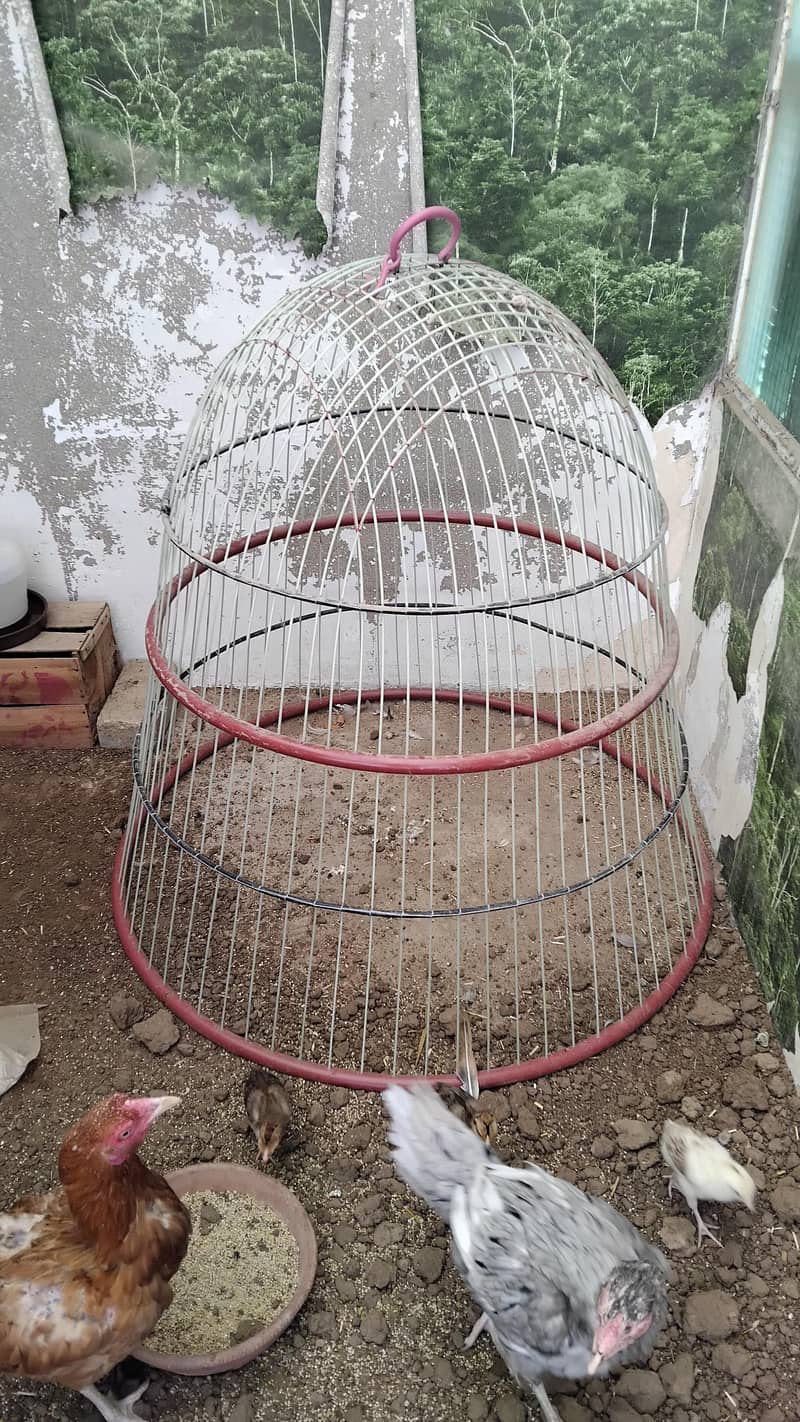 Aseel  Breeder Complete  Setup. 15