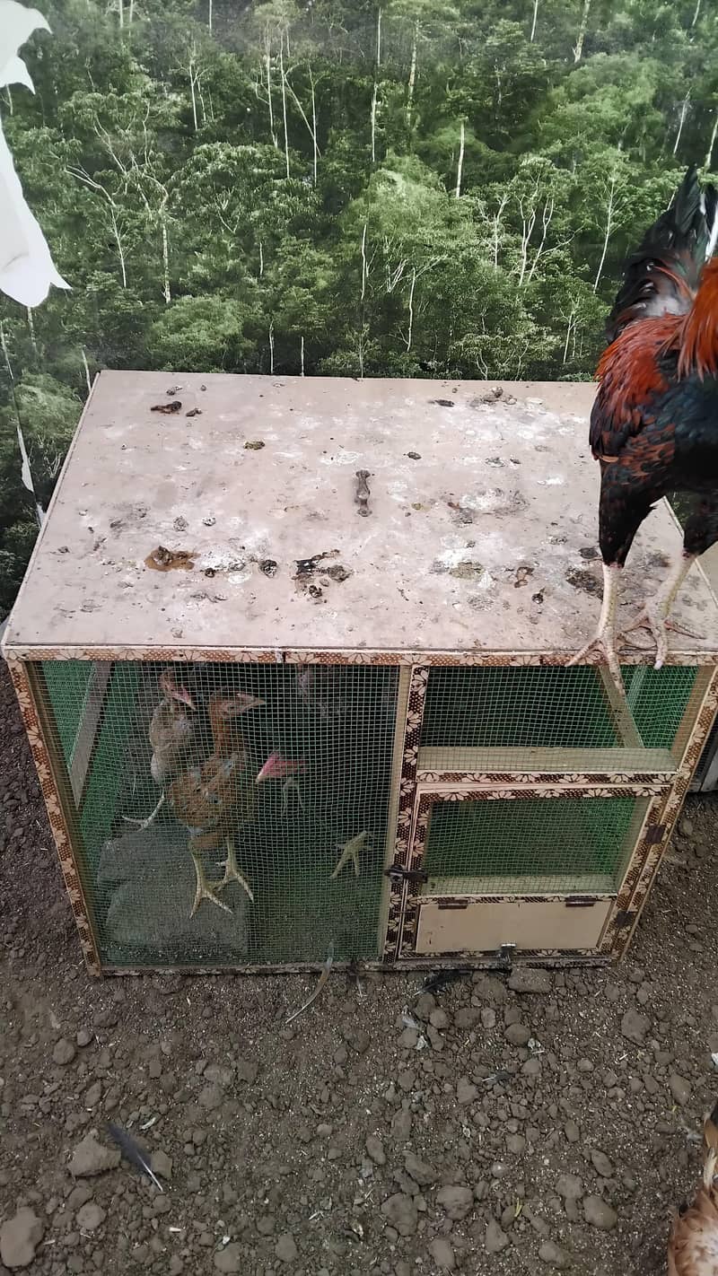 Aseel  Breeder Complete  Setup. 16