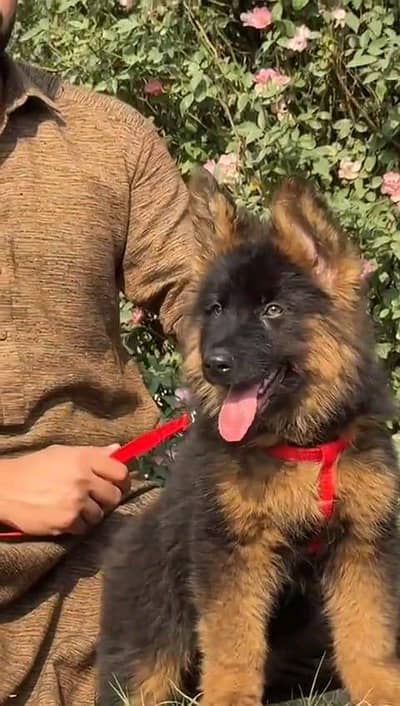 German Shepherd puppies and active vip pure breed Whatsapp 03410623551