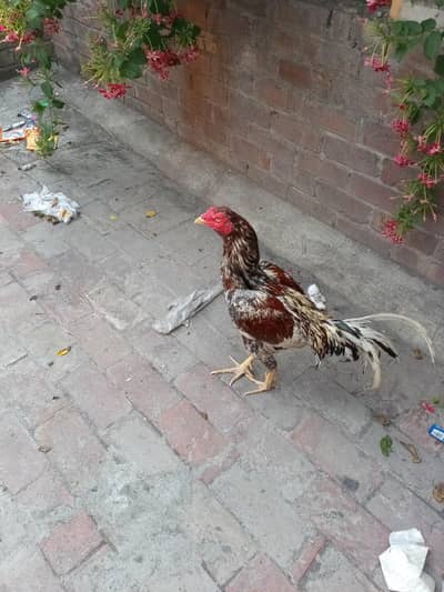 pakistani aseel pure breeder for sale