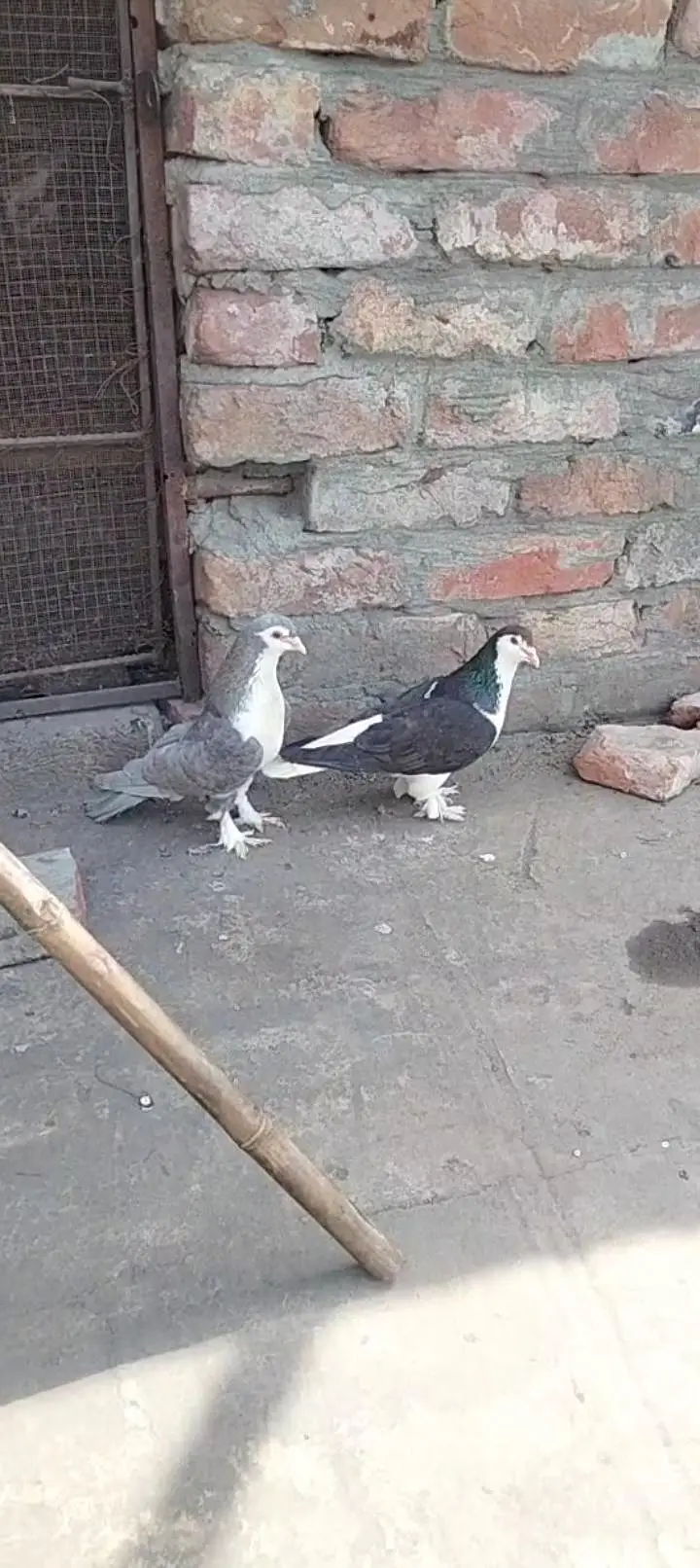 Lahori sherazi pair