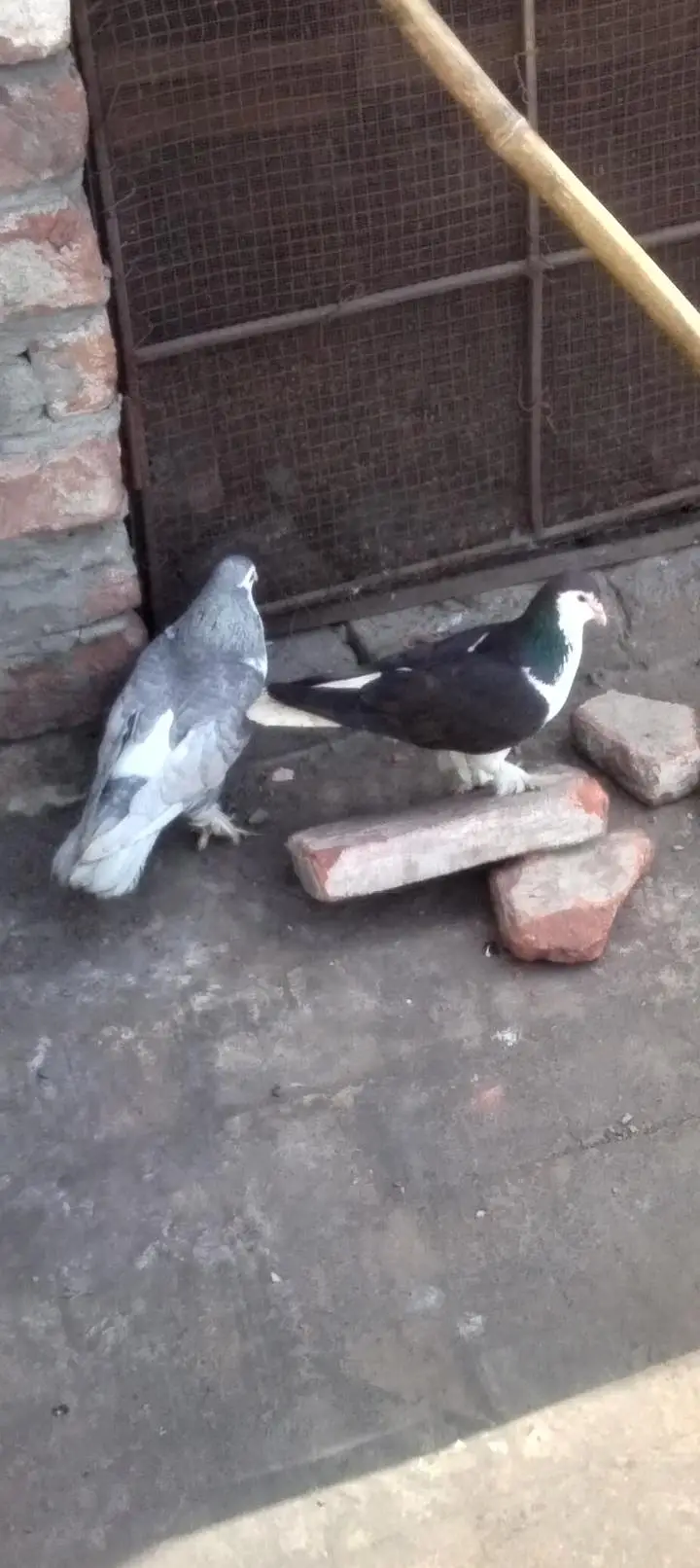 Lahori sherazi pair — photo 2