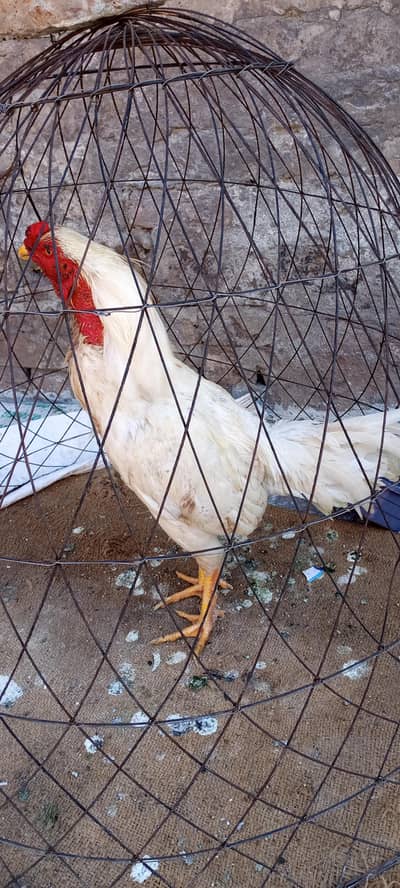 aseel heera high quality