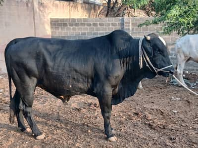 Heavy Bachray for sale